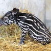 絶滅危惧種マレーバクの赤ちゃん、一般公開がスタート…静岡市立日本平動物園 画像