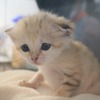新たにスナネコの赤ちゃん3頭が誕生！ アミーラの妹…8月12日から一般公開　那須どうぶつ王国 画像