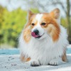 犬の換毛期、お手入れのポイント…病気による抜け毛の見分け方は？ 画像