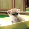 新たなスナネコの赤ちゃん誕生は飼育員も予想外!?  性格は勝ち気 …那須どうぶつ王国 画像