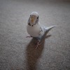 【セキセイインコと暮らす日々】もしもの時のために、かかりつけ医を探しておこう 画像