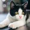 【“命の商品化”を考える vol.10】小泉環境大臣が動物の安全と健康を守るための環境づくりを明言…新しい計画も発表 画像