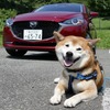 【柴犬ハルの気になるクルマ】ディーゼル車の音やパワーフィールを犬はどう感じる？ マツダ2で試す 画像