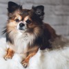 犬の避妊・去勢手術に関する最新の発表 vol.2…犬種ごとの傾向 プードル、チワワ編 画像