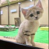 「旅好きが選ぶ！日本人に人気の動物園・水族館ランキング2020」発表…トリップアドバイザー 画像