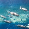 アクアマリンふくしま、潮目の海を象徴する魚・カツオを大水槽に搬入 画像