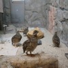 那須どうぶつ王国、ニホンライチョウの成長状況について中間報告…雛の展示もスタート 画像