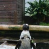 富士花鳥園、「人間に恋したペンギン」が話題に!? 画像