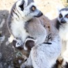 伊豆シャボテン公園で、ワオキツネザルの赤ちゃんとカピバラの赤ちゃんが誕生 画像