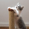 猫はみんな爪とぎをする？ 上手くお付き合いしていく方法とは 画像