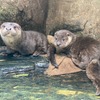 アクアマリンふくしま、ユーラシアカワウソの子どもの名前決定…YouTubeで成長記録も公開 画像