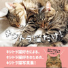 写真集「キジトラ猫だけ！」刊行…東京ニュース通信社 画像