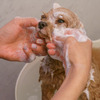 【愛犬のスキンケア】家でシャンプーする時の注意点とコツは？…洗いすぎを避け、しっかり保湿を 画像