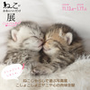 「ねこがかわいいだけ展 in ナンジャタウン ねこじゃらしで遊ぶ写真展」開催…11月13日～2021年1月17日 画像