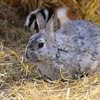 ウサギの感染症、アメリカ全土に広がる危険性あり 画像