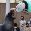 サンシャイン水族館、“何か”が起きている新企画「いきものディスカバリー」をスタート 画像