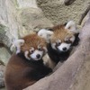 那須どうぶつ王国、レッサーパンダの赤ちゃんを公開 画像