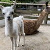 伊豆シャボテン動物公園でラマの赤ちゃんが誕生…一般公開中 画像