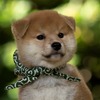 テレビ大阪、「豆助のニッポンっていいな。Mamesuke -Shiba Inu & Japanese Sweets-」を放送開始…10月11日夜から 画像