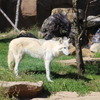 目標は野生復帰、野生動物の保全や希少種の飼育に取り組む那須どうぶつ王国 画像