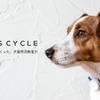犬猫用活動量計「プラスサイクル」がリニューアル…日本動物高度医療センター 画像