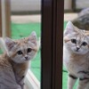 那須どうぶつ王国、スナネコのアミーラと妹の同居展示開始 画像
