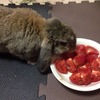 【ズボラ女子とわがままウサギ vol.4】食欲不振は緊急事態！ ウサギの不調の見分け方 画像
