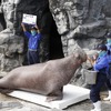アカウミガメの赤ちゃんとセイウチの体重は？ 鴨川シーワールド「海の生き物 公開体重測定」結果報告 画像