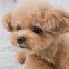 【トリマーというお仕事 vol.3】目指すは犬のバリアフリー化、動物との生活を当たり前に…インタビュー 画像