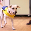 犬のトレーニングだけでなく、人材育成とリハビリの場としての役割も…介助犬総合訓練センターレポート vol.1 画像