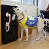明るさに溢れた空間、犬が楽しみ自発的に行動することを重視したトレーニング…介助犬総合訓練センターレポート vol.2 画像