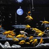 期間限定水族館 アクアリウム宇宙旅行「UNDER WATER SPACE」 、横浜にオープン…12月22日～21年8月22日 画像