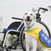 「人にも動物にもやさしく楽しい社会をめざして」…介助犬総合訓練センターレポート vol.4［インタビュー］ 画像