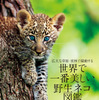 「世界で一番美しい野生ネコ図鑑」、誠文堂新光社より刊行…21年1月12日 画像