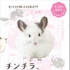 誠文堂新光社、“マンガでわかる”チンチラの飼育書を発売…4月10日 画像