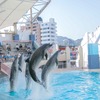 神戸市立須磨海浜水族園、イルカライブ「THE FINAL～つなぐ2021→2024～」を開催…12月26日～21年2月28日 画像
