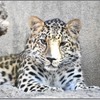 福山市立動物園にアムールヒョウのメスが来園 画像