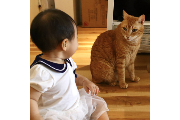 赤ちゃんと猫 Vol 12 娘 初めての猫カフェデビュー そのあと愛猫は 10枚目の写真 画像 動物のリアルを伝えるwebメディア Reanimal