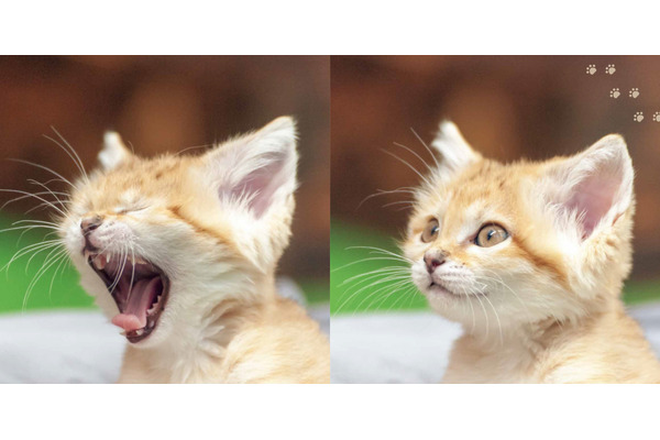 写真集『砂漠の天使 スナネコ』、学研プラスより刊行 6枚目の写真