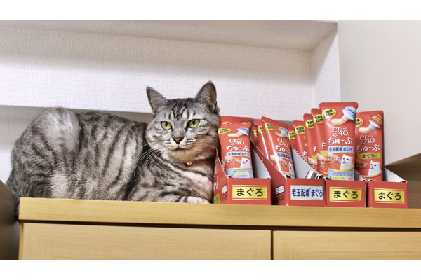 赤ちゃんと猫 Vol 13 大好物のおやつを前に 娘と猫の主従関係はどうなる 4枚目の写真 画像 動物のリアルを伝えるwebメディア Reanimal