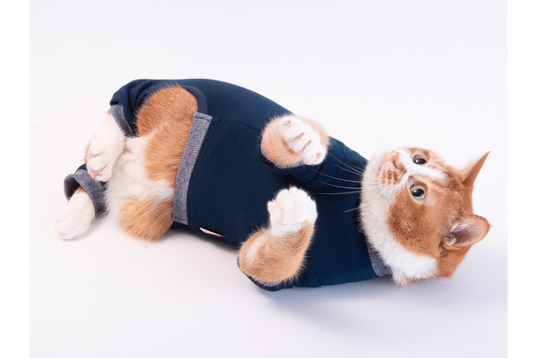 ぽぽねこ、猫用皮膚保護服「キャットプロテクションスーツ」の新色を