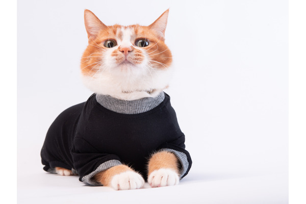 ぽぽねこ、猫用皮膚保護服「キャットプロテクションスーツ」の新色を