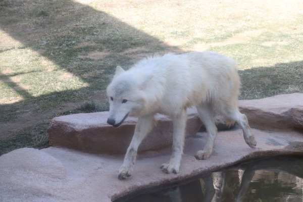 ホッキョクオオカミ、別名ホワイトウルフは夏毛も白い…那須どうぶつ
