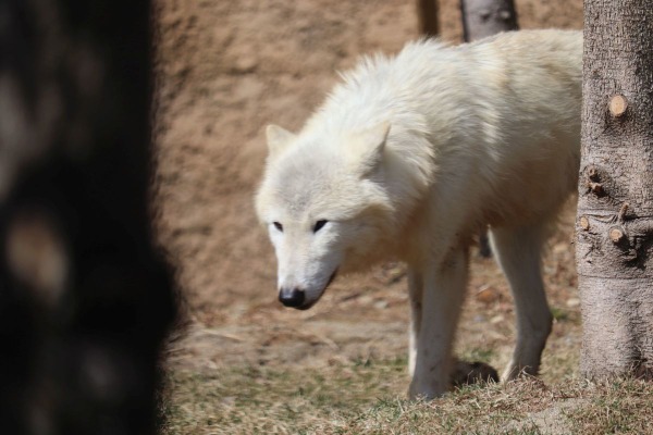 ホッキョクオオカミ、別名ホワイトウルフは夏毛も白い…那須どうぶつ