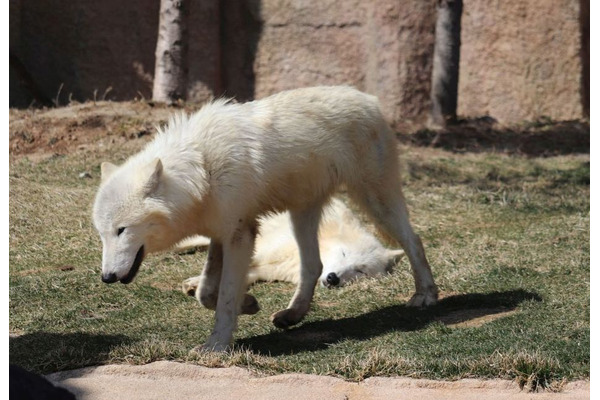 ホッキョクオオカミ、別名ホワイトウルフは夏毛も白い…那須どうぶつ