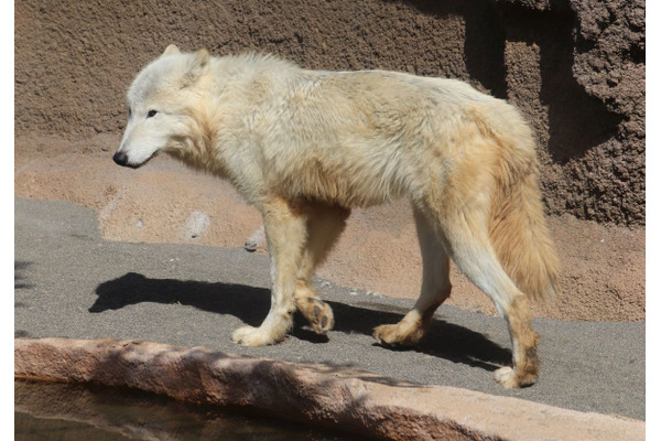 ホッキョクオオカミ、別名ホワイトウルフは夏毛も白い…那須どうぶつ