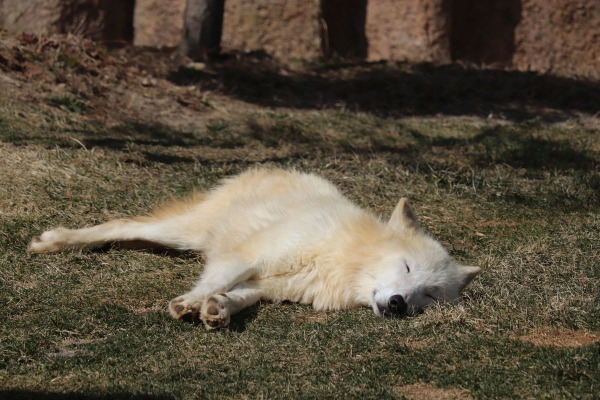 ホッキョクオオカミ、別名ホワイトウルフは夏毛も白い…那須どうぶつ