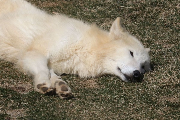 ホッキョクオオカミ、別名ホワイトウルフは夏毛も白い…那須どうぶつ