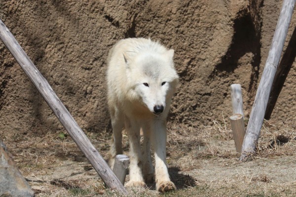 ホッキョクオオカミ、別名ホワイトウルフは夏毛も白い…那須どうぶつ
