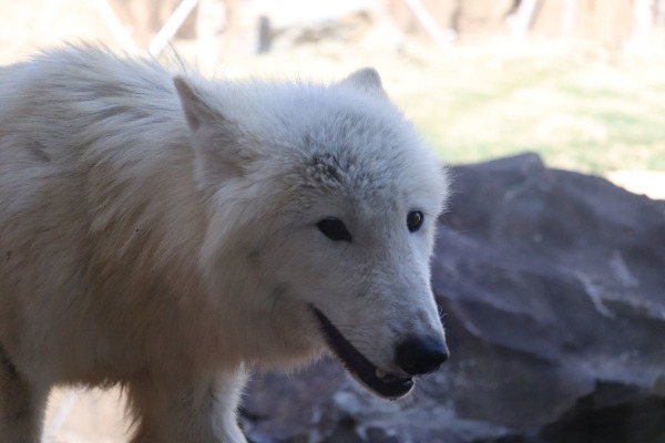 ホッキョクオオカミ、別名ホワイトウルフは夏毛も白い…那須どうぶつ